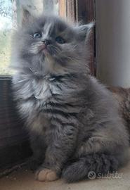 Gattini a pelo lungo mix siberiani