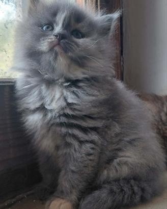 Gattini a pelo lungo mix siberiani