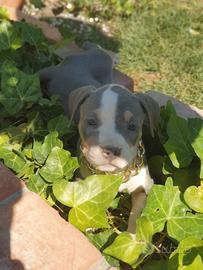 Pitbull tricolor e blue nose