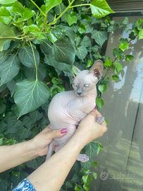 Gattina Sphynx