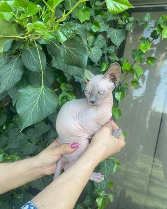 Gattina Sphynx