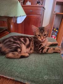 gatto 4 mesi maschio