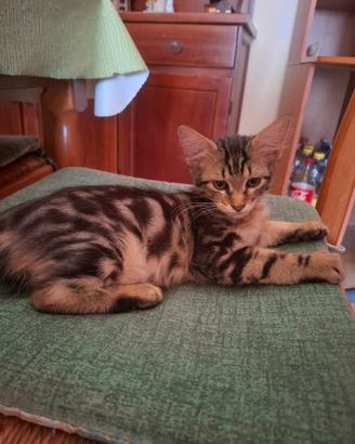 gatto 4 mesi maschio