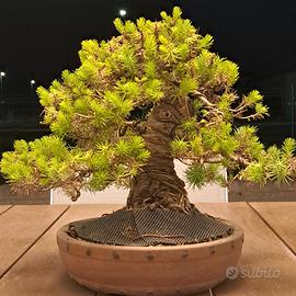 Bonsai di pino
