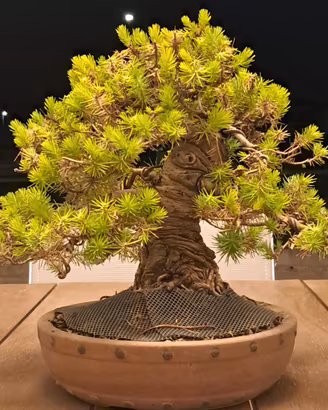 Bonsai di pino
