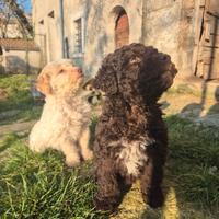 Lagotto