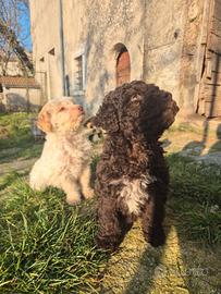 Lagotto