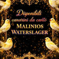 Malinios waterslager