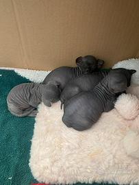 Gatti sphynx