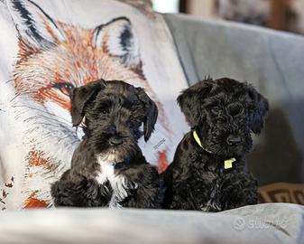 Cuccioli Terrier Boemo