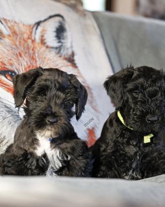 Cuccioli Terrier Boemo