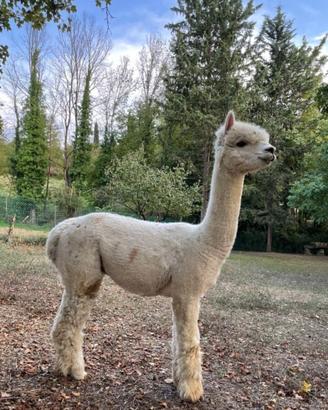 Alpaca maschi