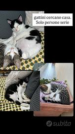 Casa x questi gattini solo persone serie