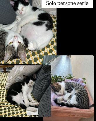 Casa x questi gattini solo persone serie
