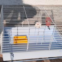 gabbia x cavie, coniglietti