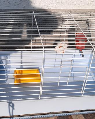 gabbia x cavie, coniglietti