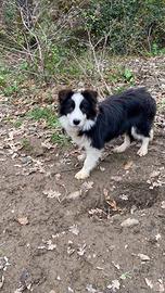 Cucciolo border collie in adozione Super Top