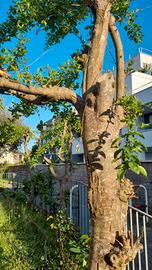 3 alberi