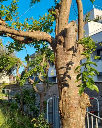 3 alberi