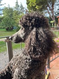 Barbone nero femmina con pedigree