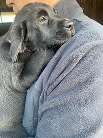 Labrador femmine con pedigree