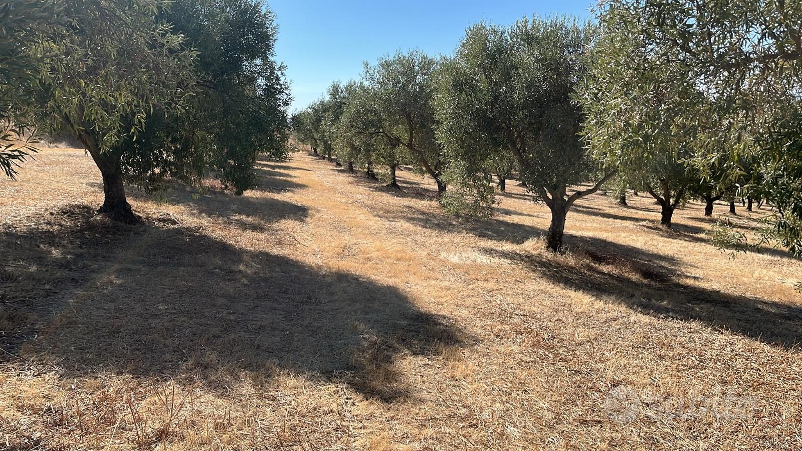 Terreno agricolo adibito ad ulivetto - Vista 4