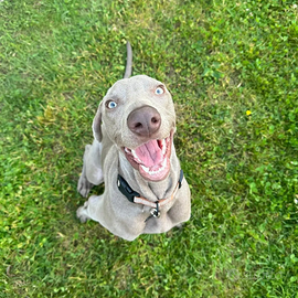 Waimaraner stallone per monta alta genialogia