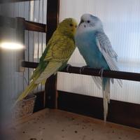 Cocorite ondulati coppia riproduttiva