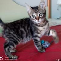 Micio aspetta una casa