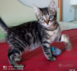 Micio aspetta una casa