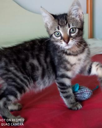 Micio aspetta una casa