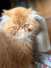 Gatto persiano maschio