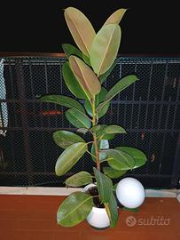 Pianta Ficus elastica robusta 110 cm grandi foglie