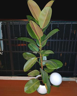 Pianta Ficus elastica robusta 110 cm grandi foglie