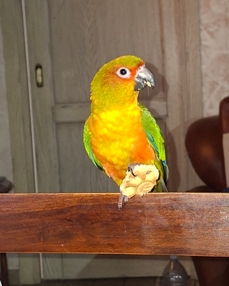 Conuro del sole
