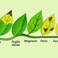 Fertilizzanti per acquario