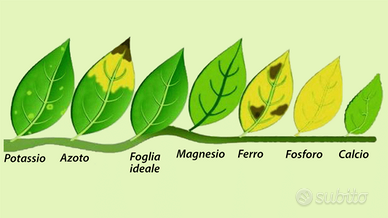 Fertilizzanti per acquario