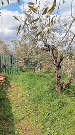 terreno agricolo di 150mq