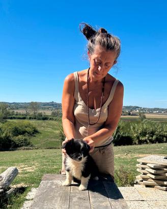 Cuccioli Border Collie