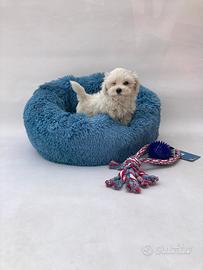 Maltipoo