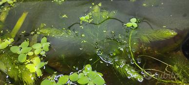 Piante acquatiche