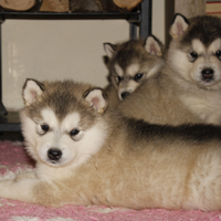 Alaskan Malamute - Cuccioli con pedigree ENCI FCI