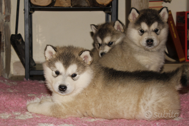 Alaskan Malamute - Cuccioli con pedigree ENCI FCI