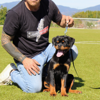 Cuccioli rottweiler alta genealogia
