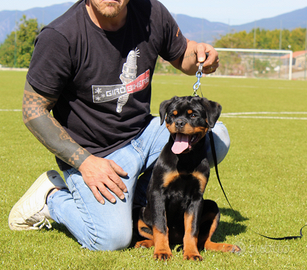 Cuccioli rottweiler alta genealogia