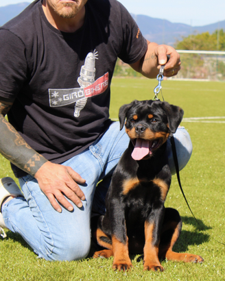 Cuccioli rottweiler alta genealogia