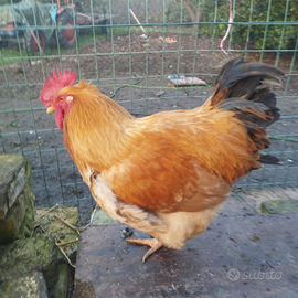 Gallo robusta lionata