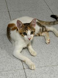Gattina
