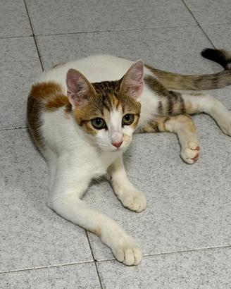 Gattina