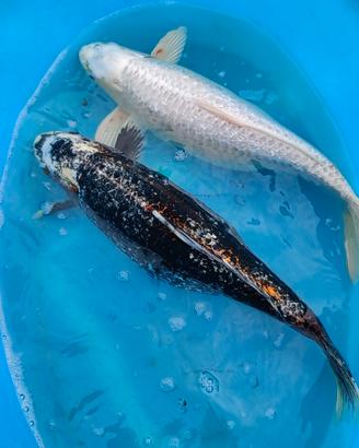 Carpa Koi laghetto